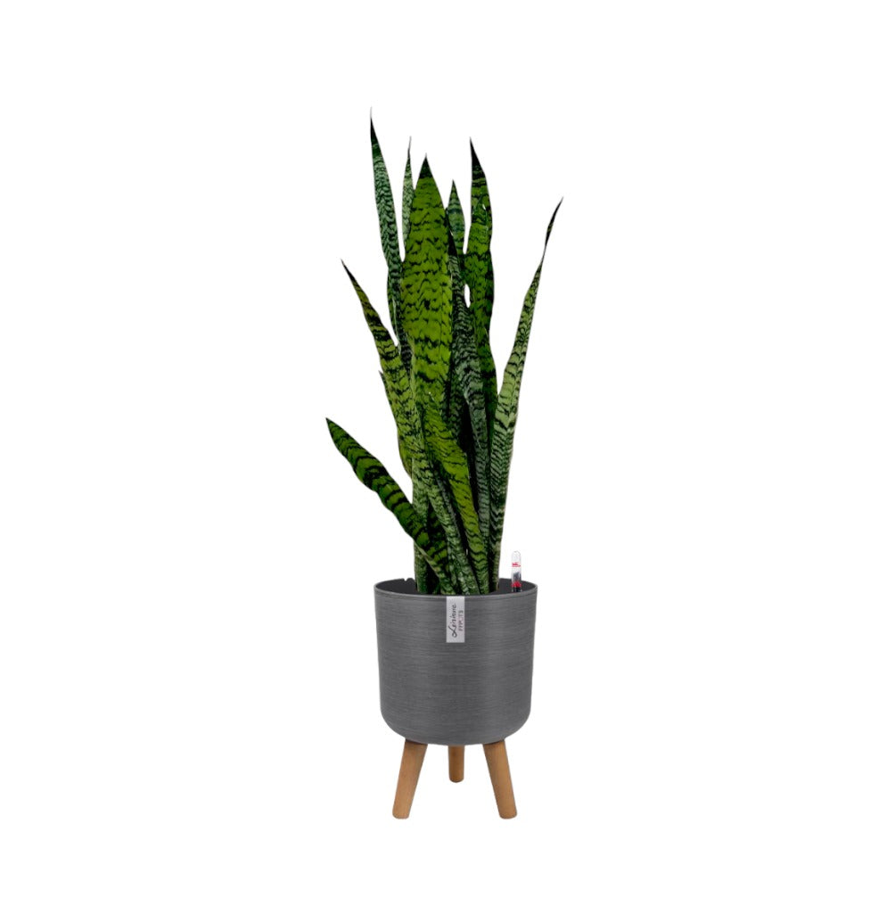 Sansevieria Zeylanica in Grey Elegante Pot With Stand