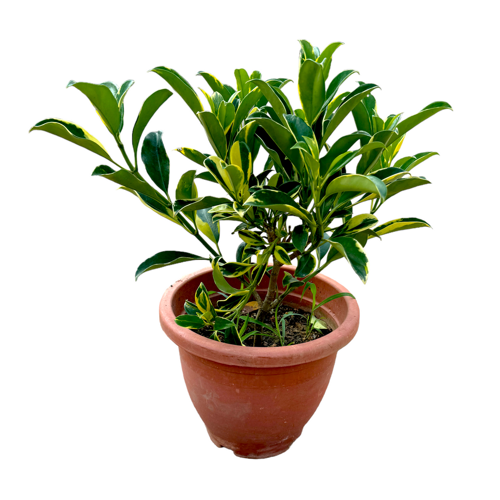 Fragraea ceilanica, African Jasmine (0.5m)