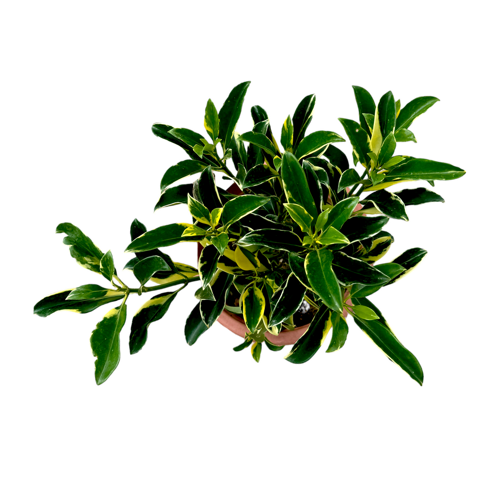 Fragraea ceilanica, African Jasmine (0.5m)