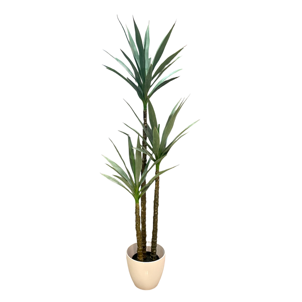 Artificial Yucca Multi-Head 3 in 1 in White Pot (1.6m)