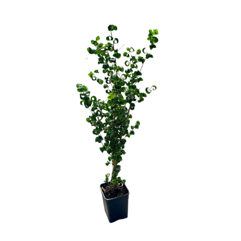 Ficus benjamina ‘Barok’, Curly Weeping Fig (0.7m)