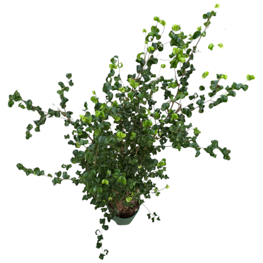 Ficus benjamina ‘Barok’, Curly Weeping Fig (1.2m)