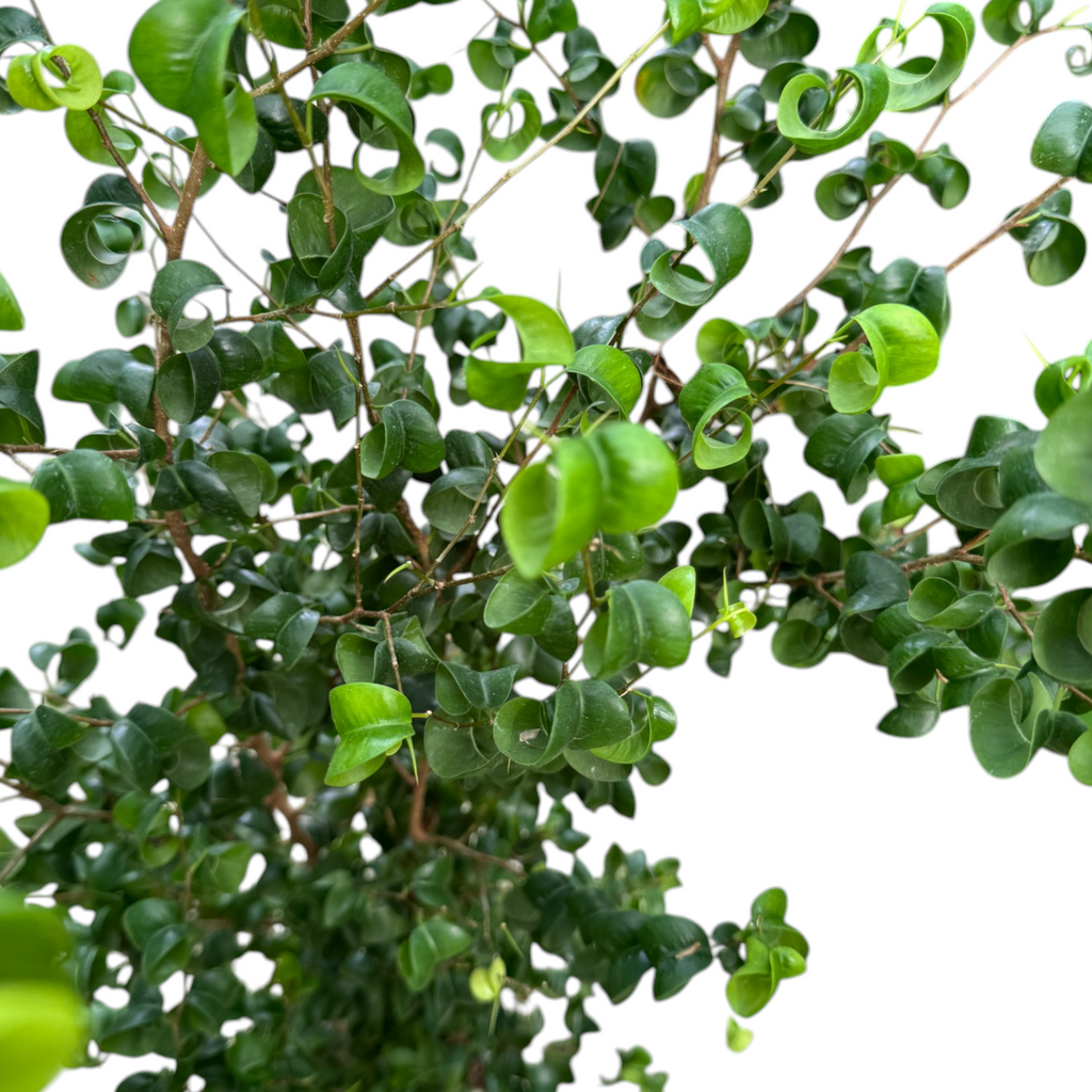 Ficus benjamina ‘Barok’, Curly Weeping Fig (1.2m)