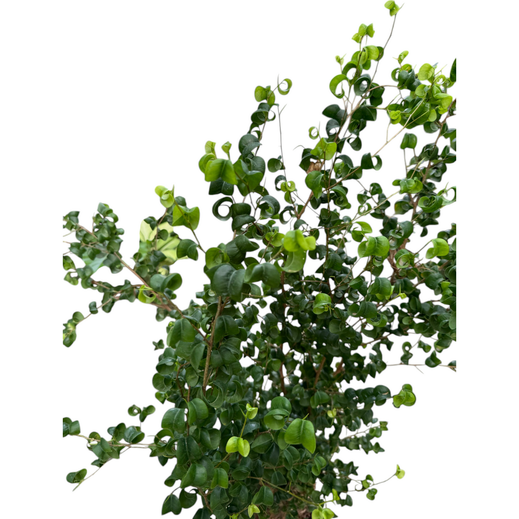 Ficus benjamina ‘Barok’, Curly Weeping Fig (1.2m)