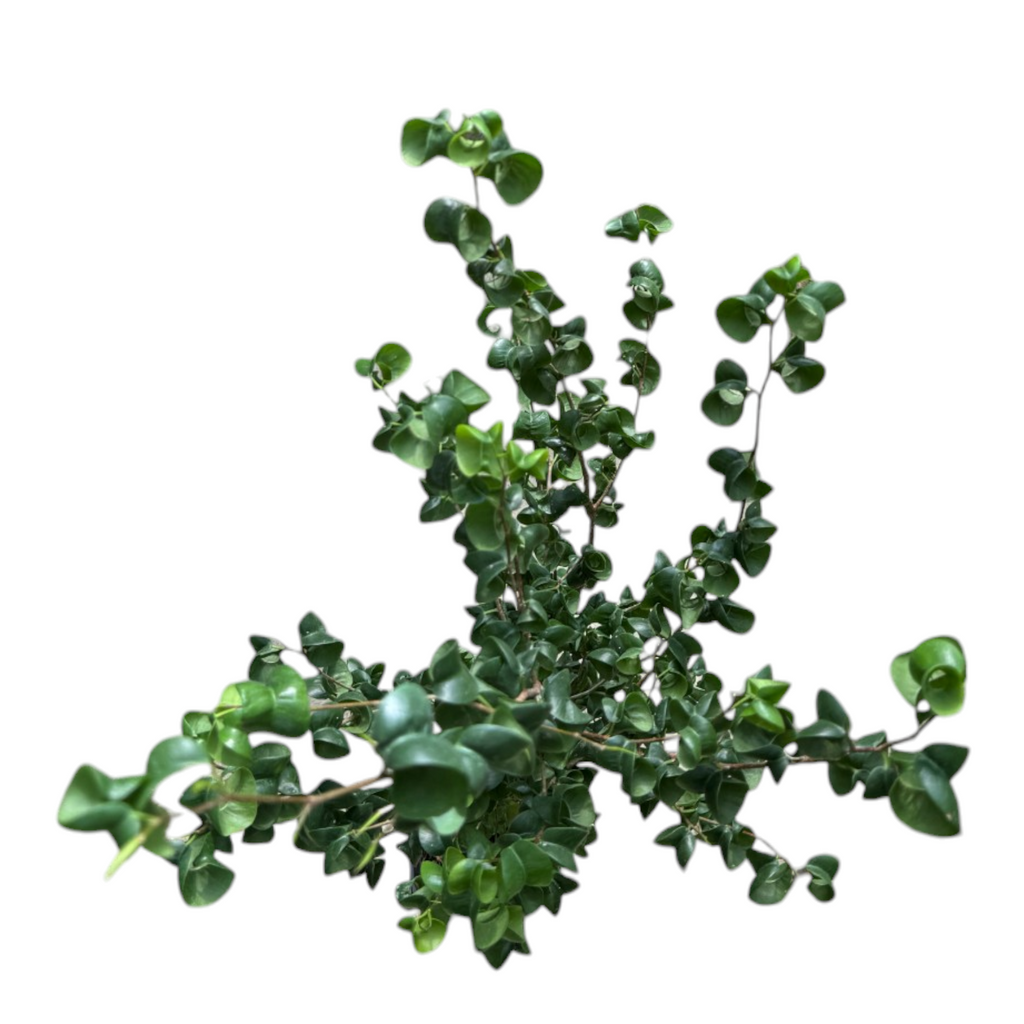 Ficus benjamina ‘Barok’, Curly Weeping Fig (0.7m)