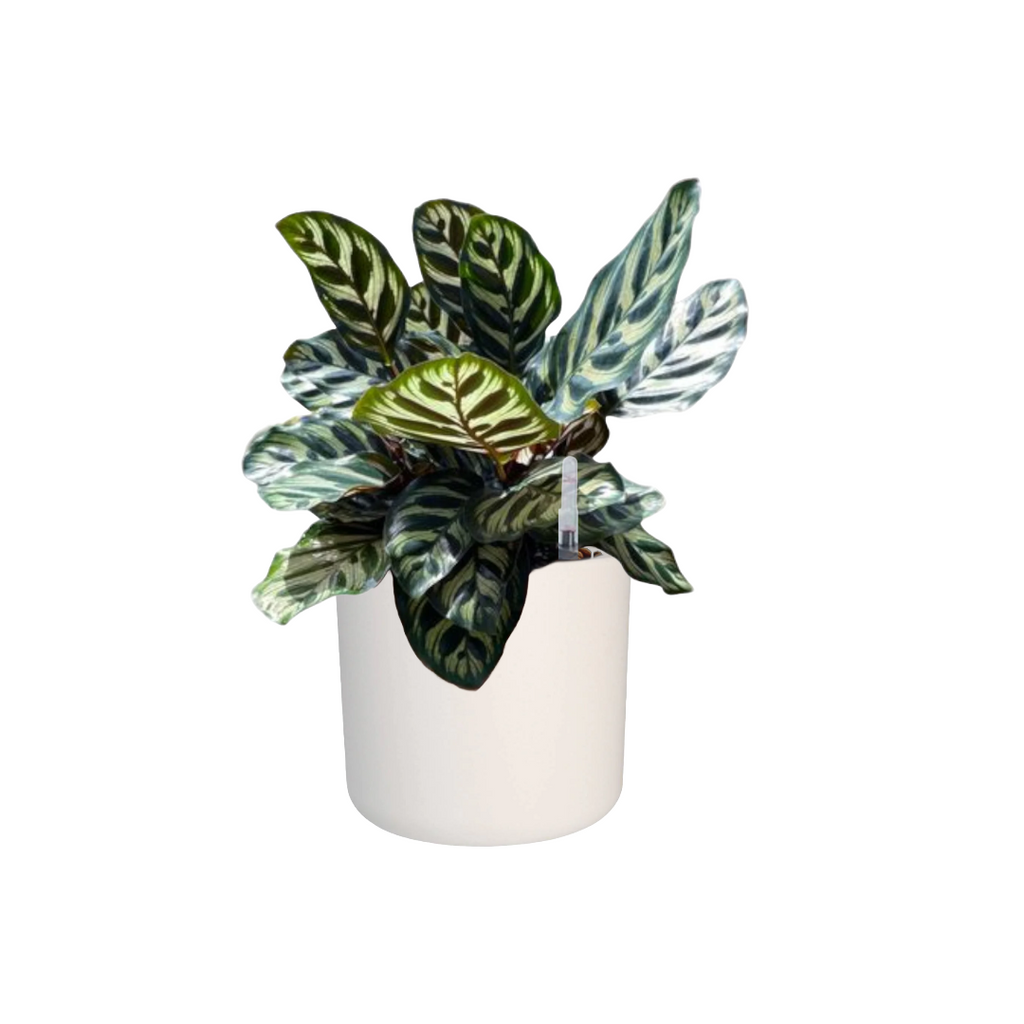 Calathea makoyana, Peacock Plant in White B. for soft round 18cm (0.25m)