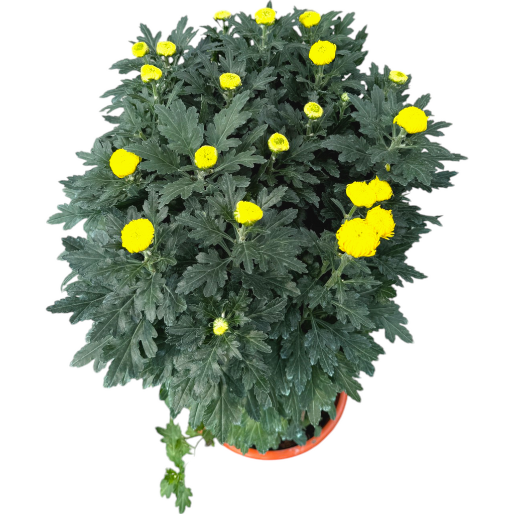 Chrysanthemum, Assorted Colours 菊花 (1mH)