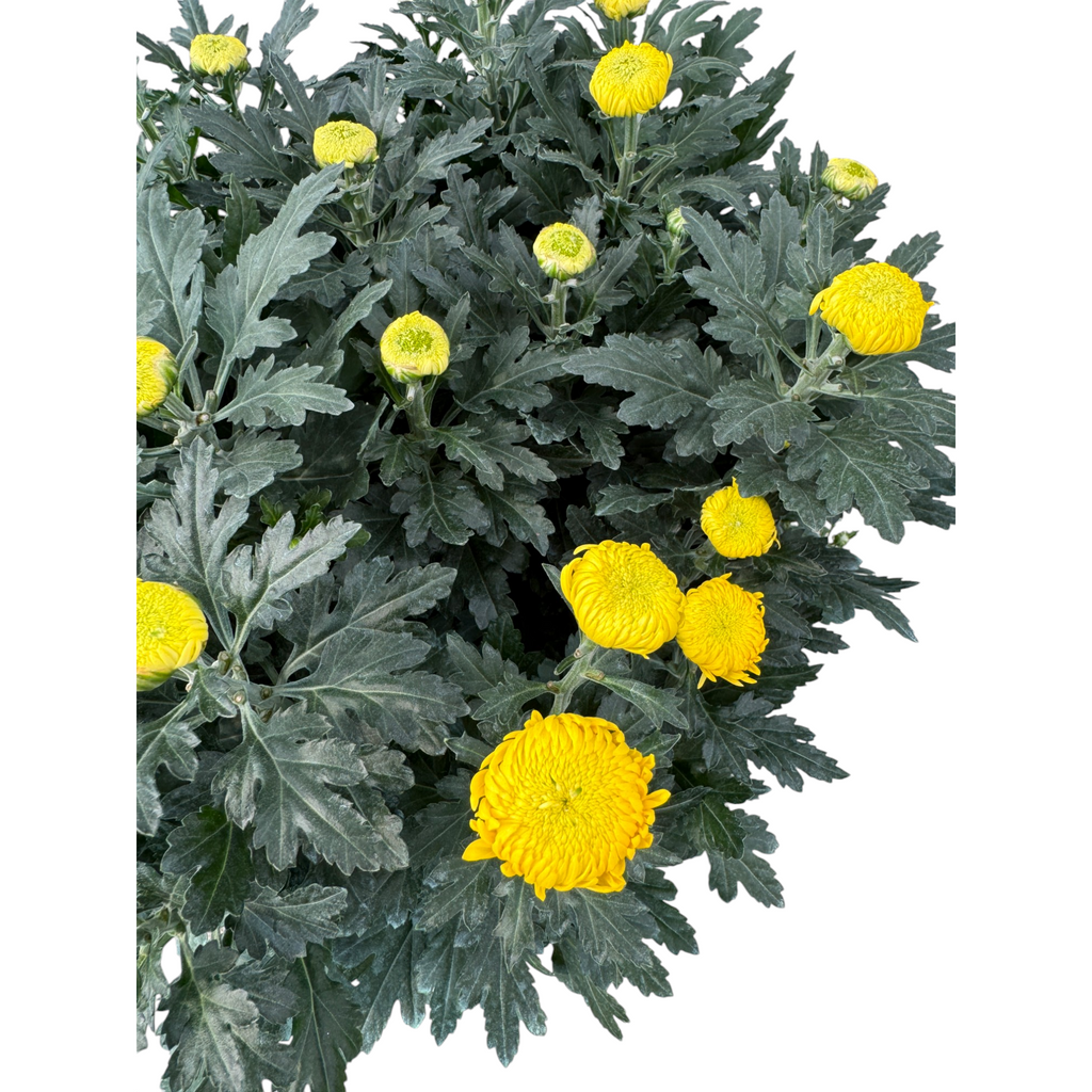 Chrysanthemum, Assorted Colours 菊花 (1mH)