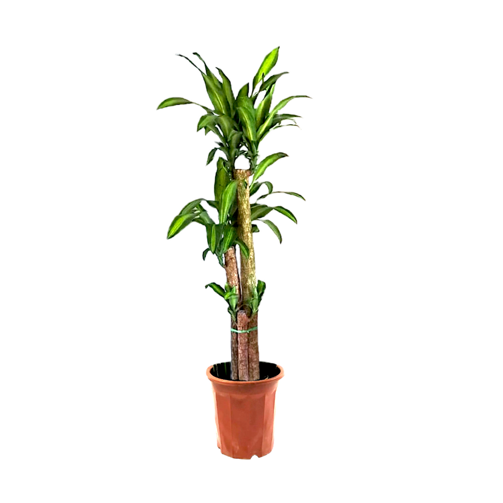 Dracaena fragrans, Multi-stem, Corn Plant (1.3m)