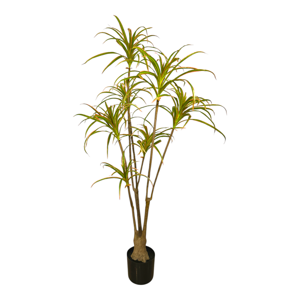 Artificial Dracaena Marginata Variegata (1.4mH)