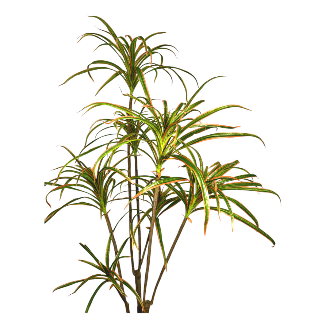 Artificial Dracaena Marginata Variegata (1.4mH)