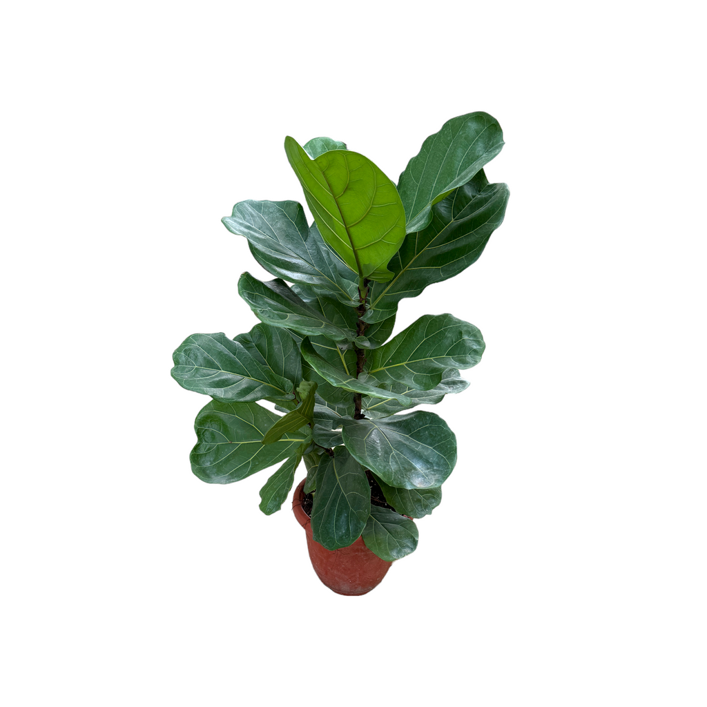 Ficus Lyrata, Fiddle-leaf Fig (1m)