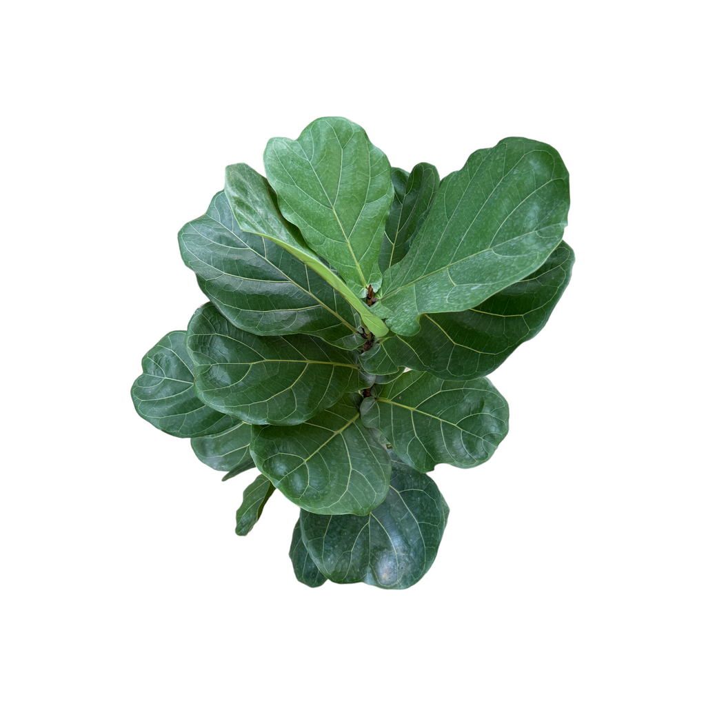 Ficus Lyrata, Fiddle-leaf Fig (1m)