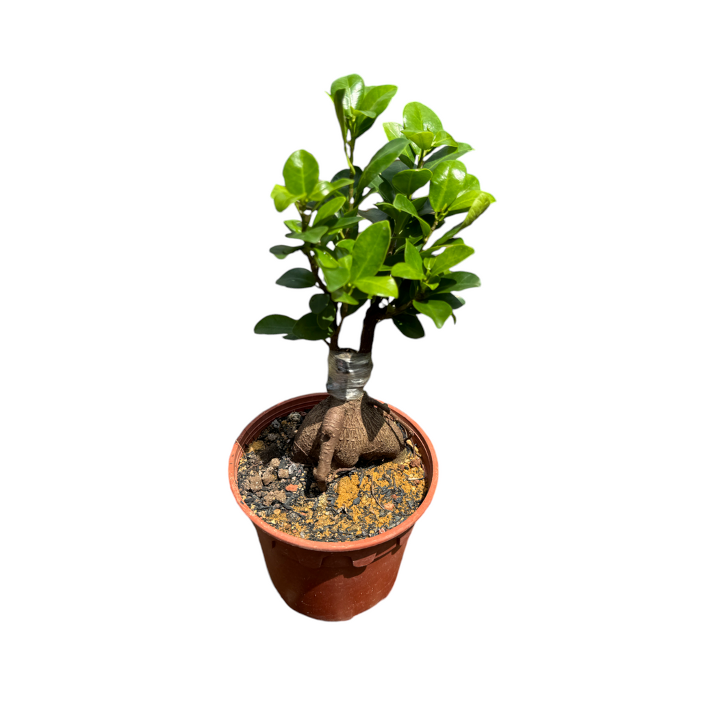 Ficus microcarpa 'Ginseng', Mini Ficus Bonsai 人参榕 (0.30m)