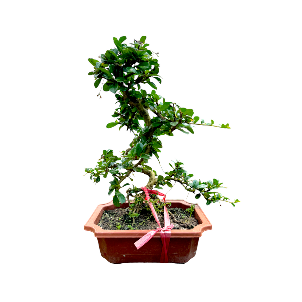 Carmona retusa, Fukien tea Bonsai, Hokkien tea Bonsai / B (0.45m)