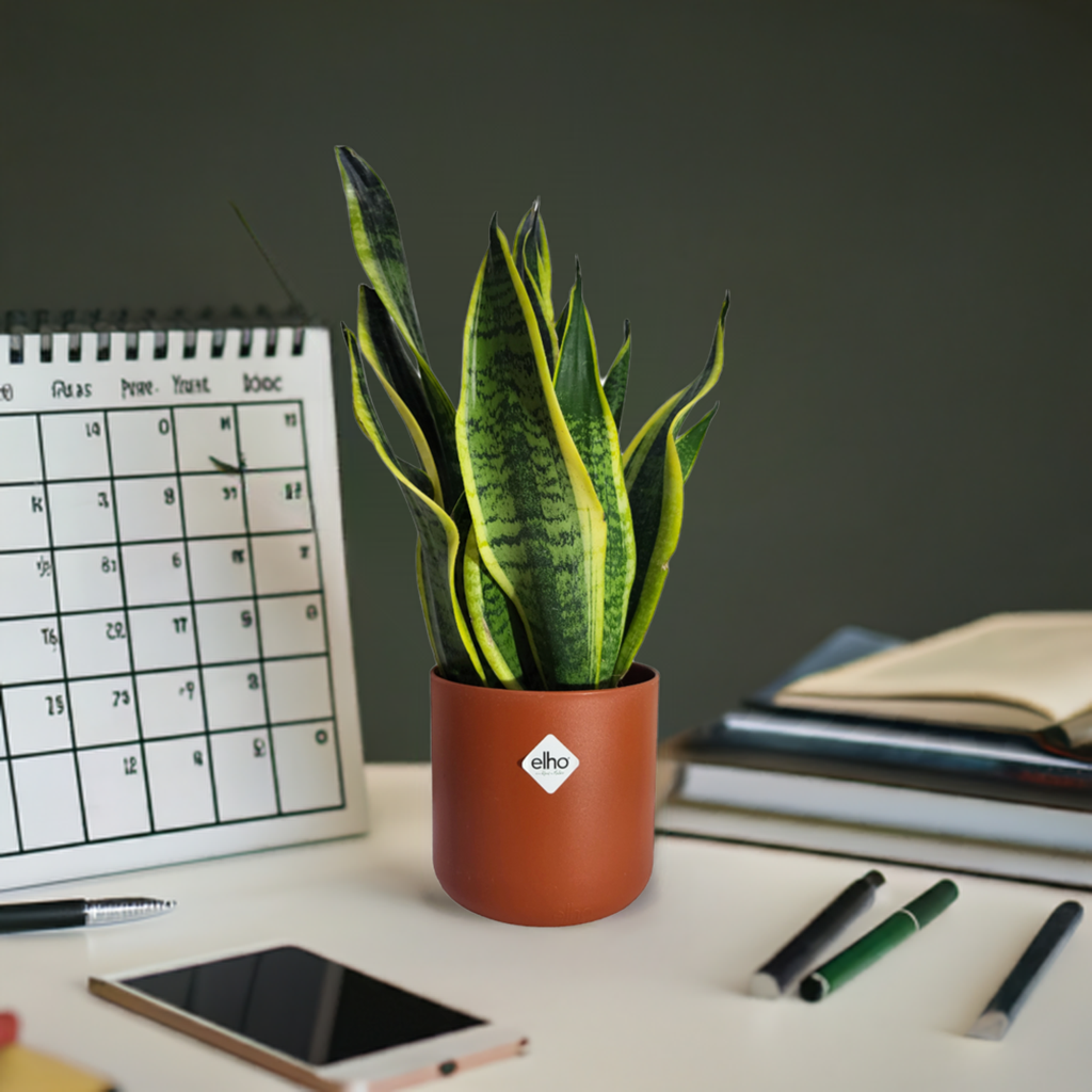 "Mother-in-Law" Snake Plant in Brique B for Soft Round 14cm (0.3m)