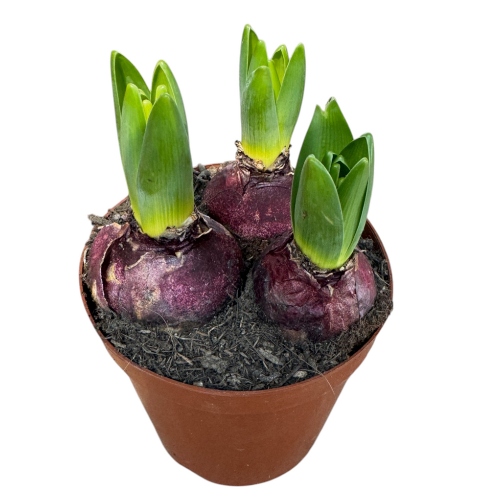 3 in 1 Hyacinthus, Hyacinth, 风信子, 洋水仙 (0.2m)