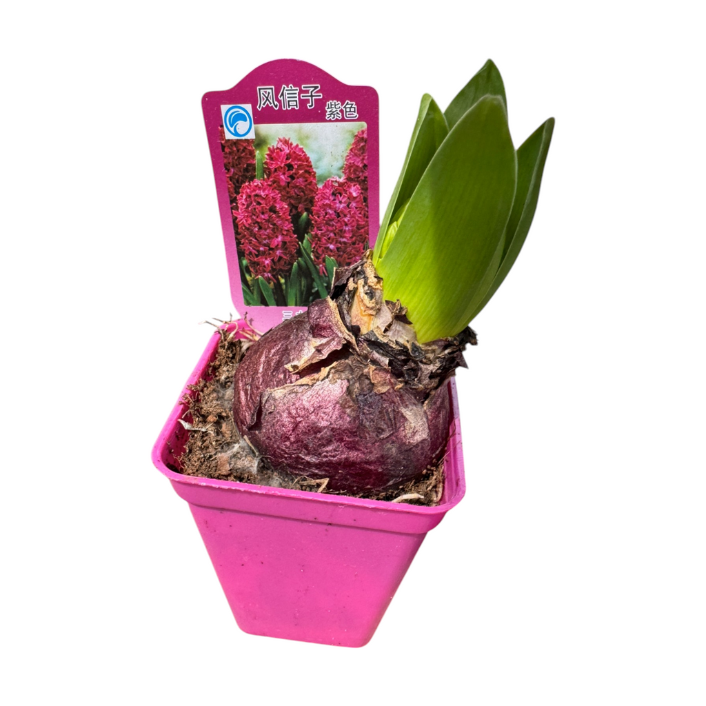 3 in 1 Hyacinthus, Hyacinth, 风信子, 洋水仙 (0.2m)