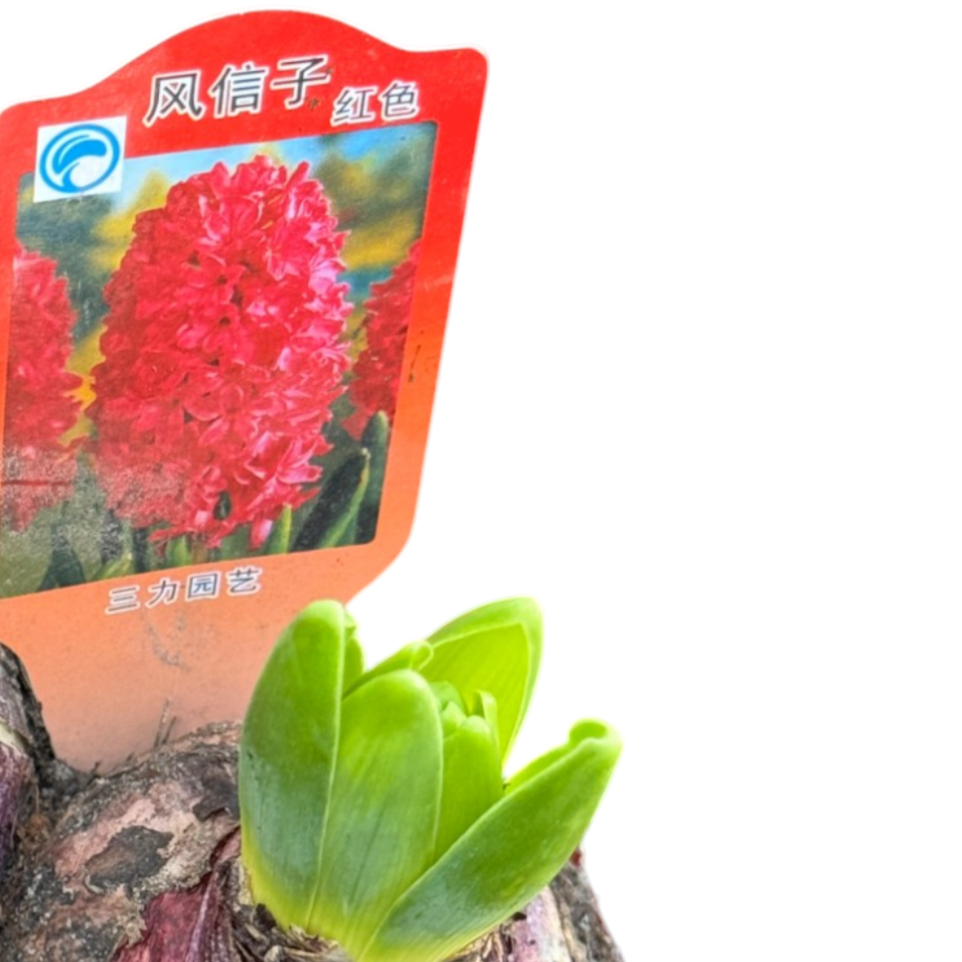 Hyacinthus, Hyacinth 风信子, 洋水仙 (0.15mH)