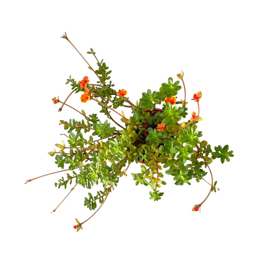 Portulaca Oleracea, Japanese Rose, Moss Rose, 35cm height, orange flower