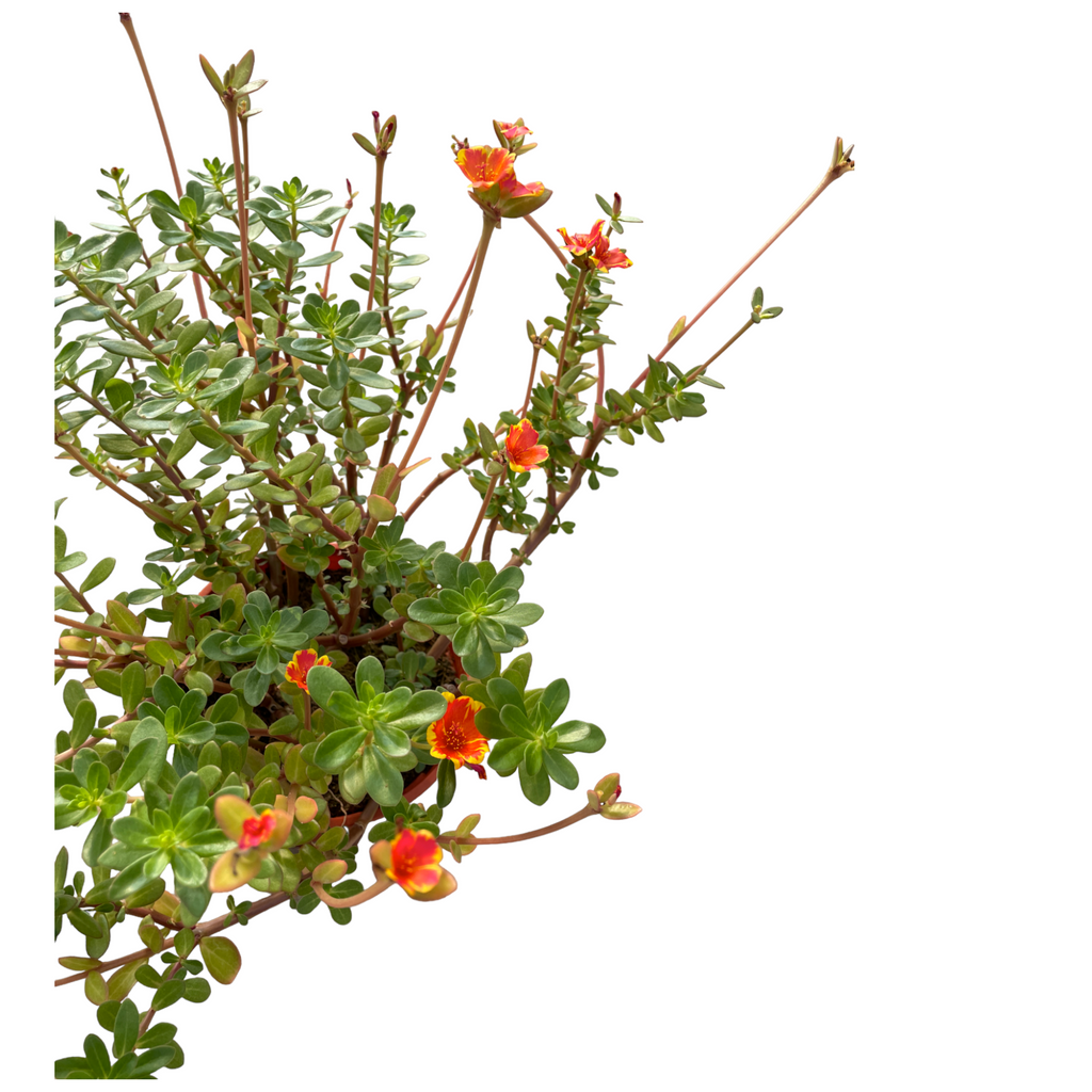 Portulaca Oleracea, Japanese Rose, Moss Rose, 35cm height, orange flower