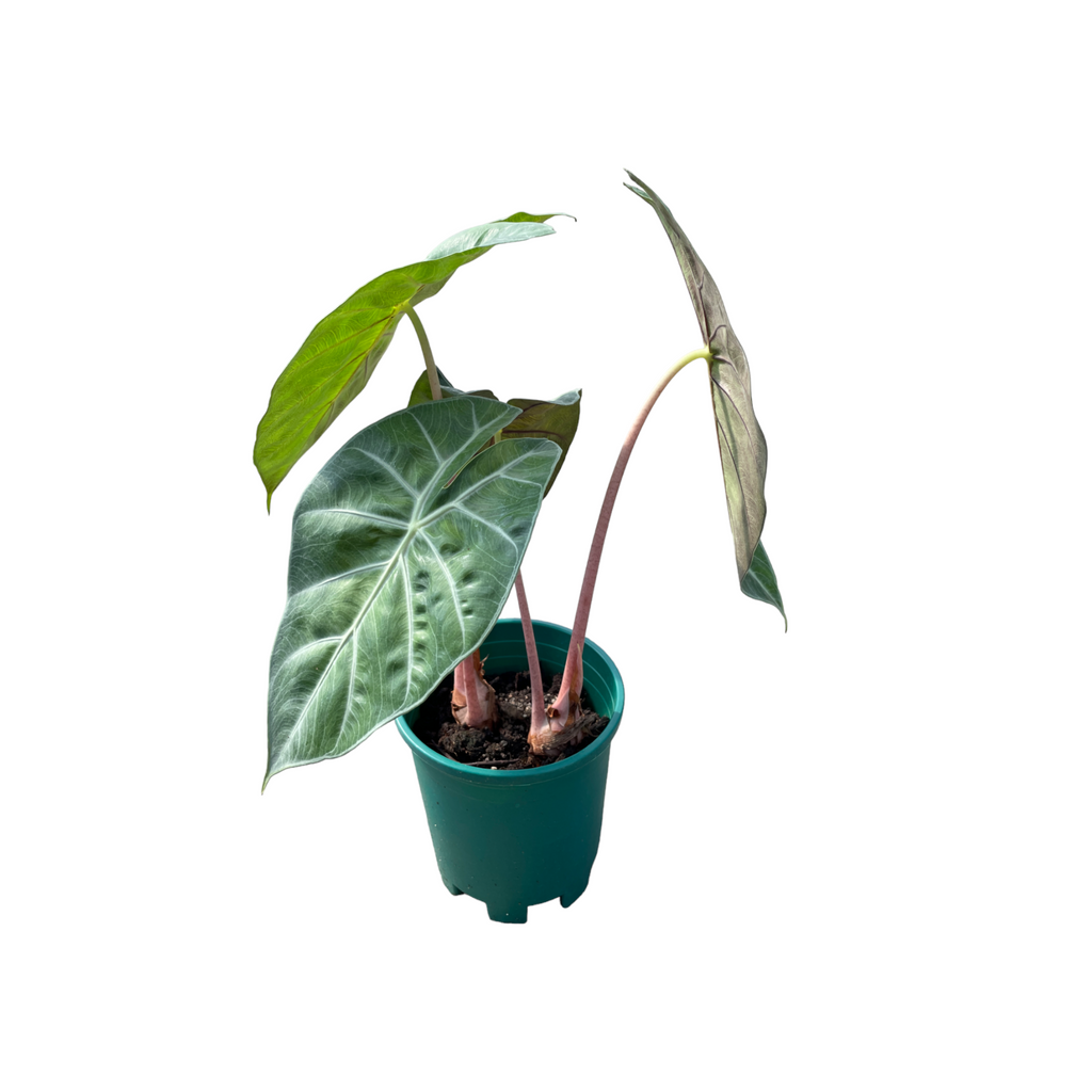 Alocasia Pink Princess, Pink Dragon (0.40m)