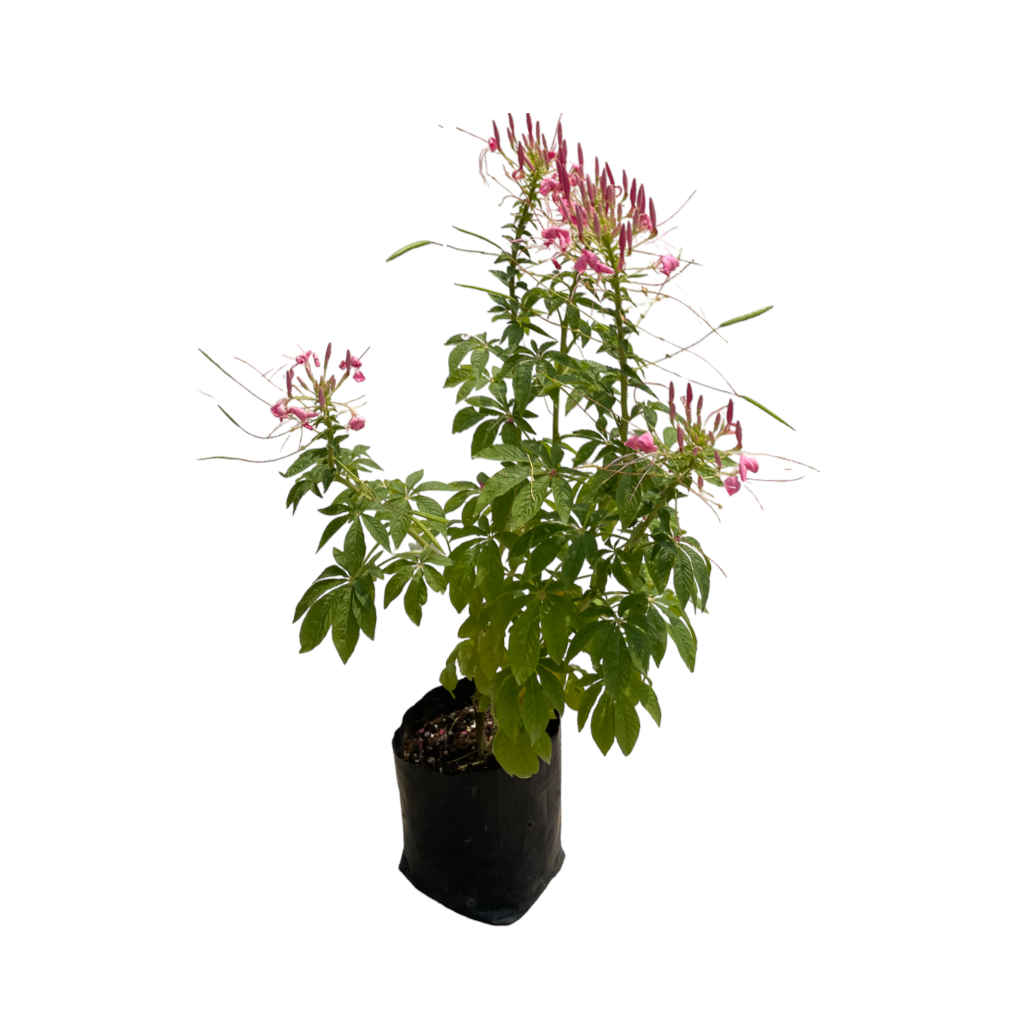 Cleome hassleriana, Spider Flowers in bag (0.8m)