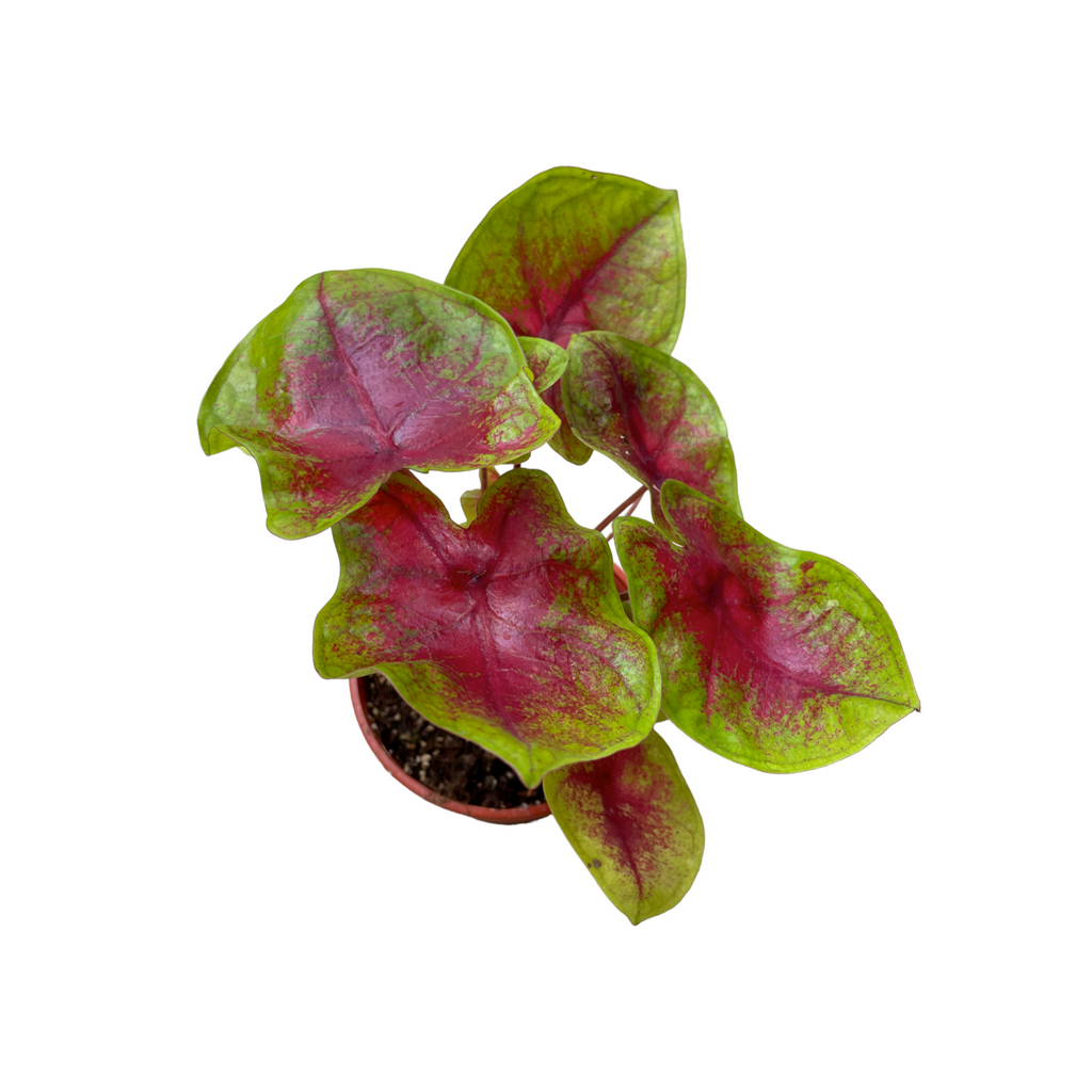 Caladium Lemon Blush (0.3m)