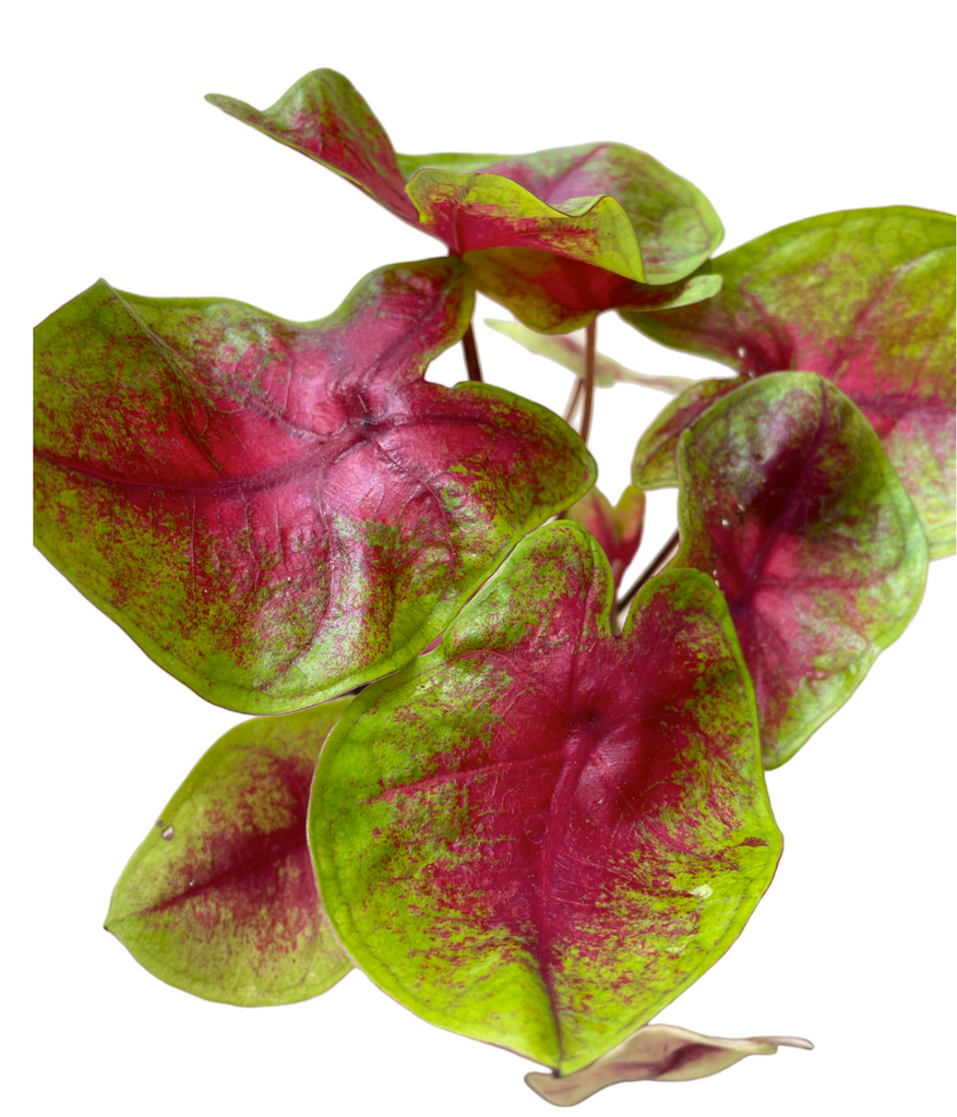 Caladium Lemon Blush (0.3m)