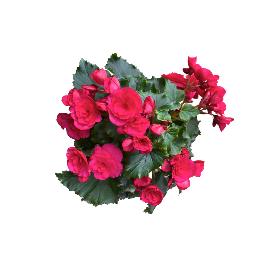 Assorted Begonia Rose in Vintage Blue Corsica Easy Hanger trio