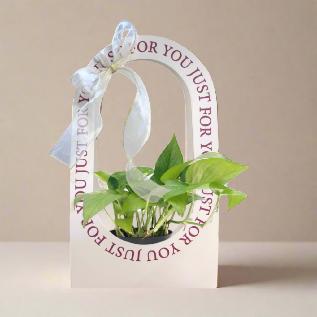 Sprout Surprise: The Perfect Plant Gift Box