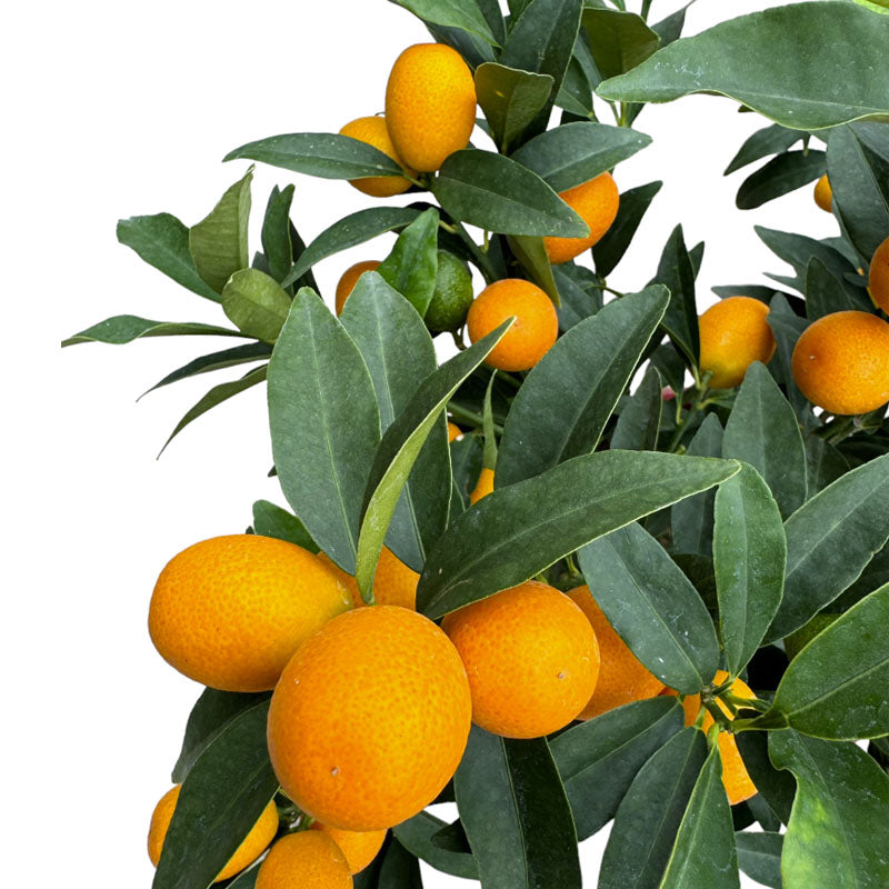 [PRE-ORDER] Kumquat 金桔 in 7 inch pot (0.3-0.5mH)