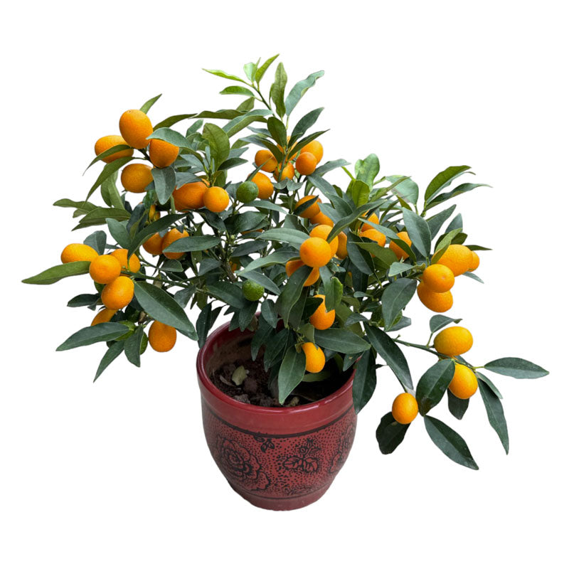 [PRE-ORDER] Kumquat 金桔 in 7 inch pot (0.3-0.5mH)