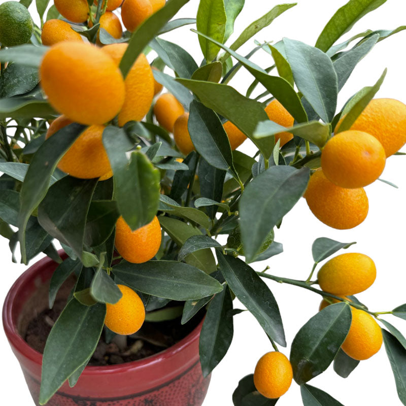 [PRE-ORDER] Kumquat 金桔 in 7 inch pot (0.3-0.5mH)