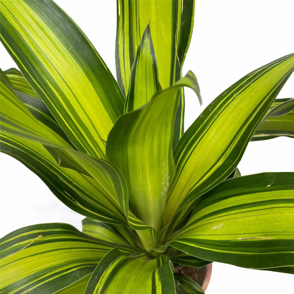 Dracaena Fragrans in White Dumpy Round Series 37cm (0.8mH)