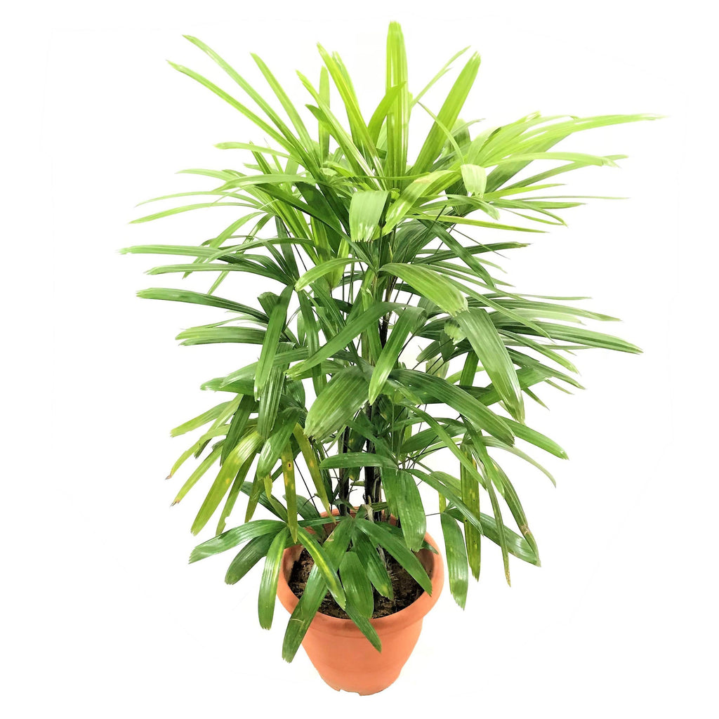 Lady Palm in White Dumpy Round Series 37cm (1.1m)