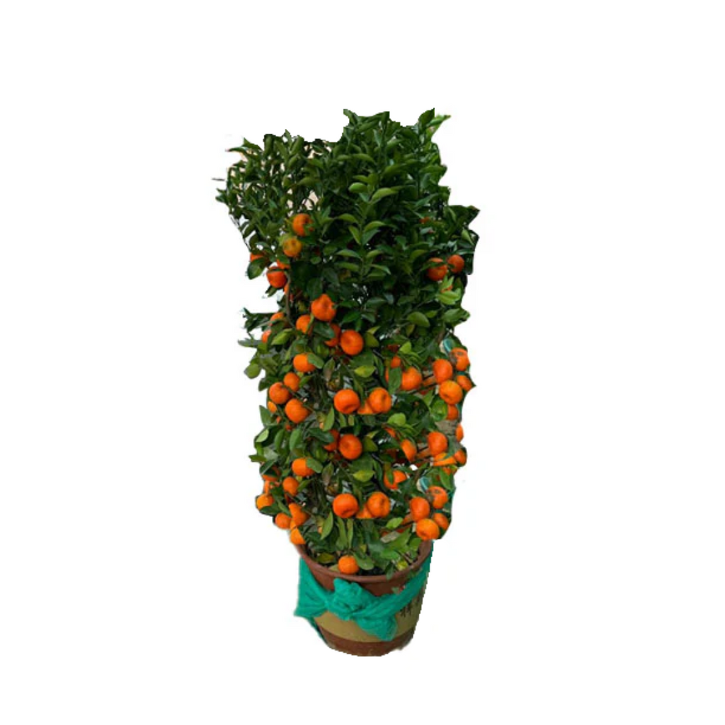 [PRE-ORDER] Citrus reticulata, Mandarin Orange 朱砂桔 in 12'' pot (1mH)