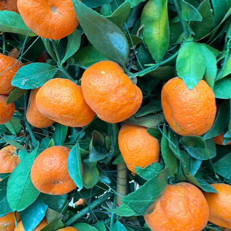 [PRE-ORDER] Citrus reticulata, Mandarin Orange 朱砂桔 in 12'' pot (1mH)