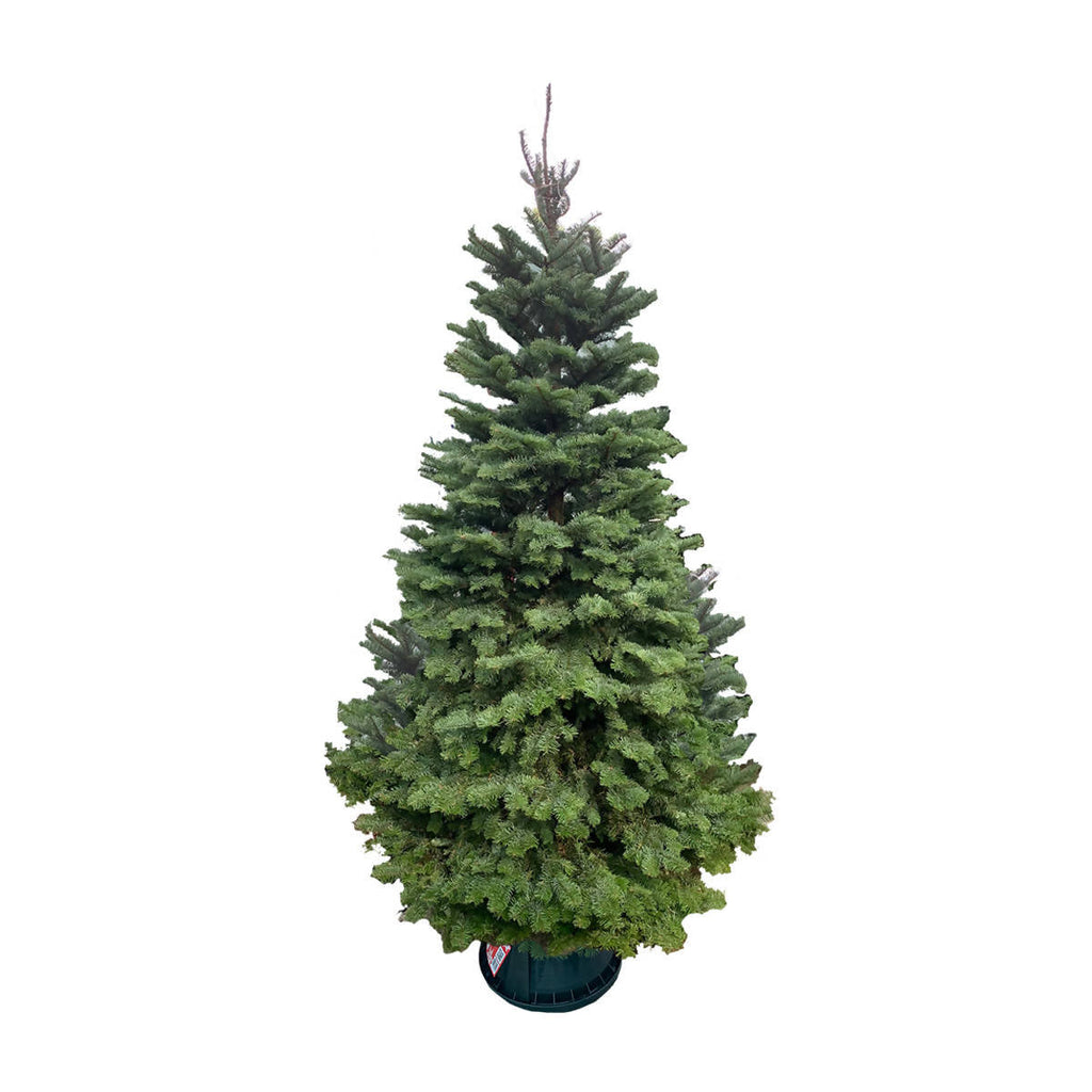 [PRE-ORDER] Noble Fir Christmas Tree (5FT - 12FT)