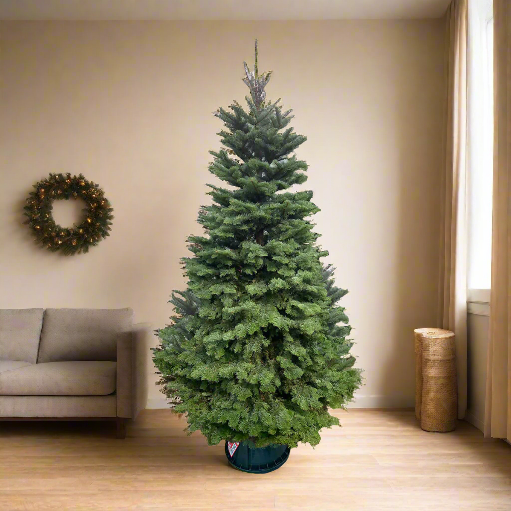 [PRE-ORDER] Noble Fir Christmas Tree (5FT - 12FT)