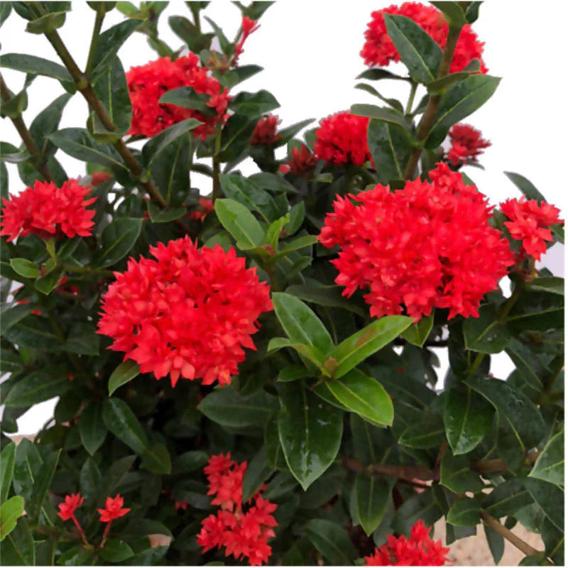 Ixora 'Crimson Star' in Vintage Blue Corsica Trio