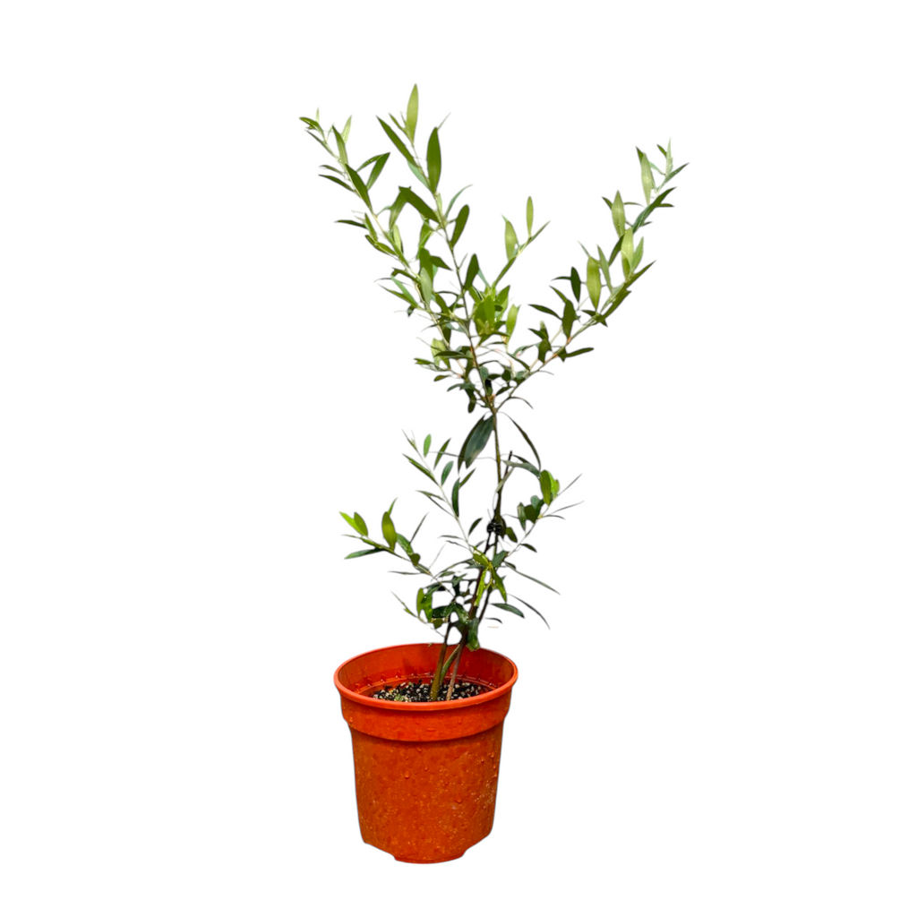 Olea europaea, Olive Tree (0.4 - 0.5m)