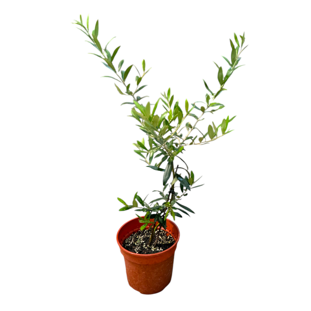 Olea europaea, Olive Tree (0.4 - 0.5m)