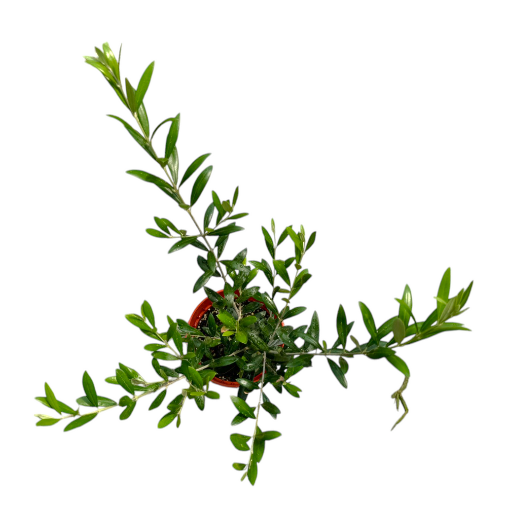 Olea europaea, Olive Tree (0.4 - 0.5m)