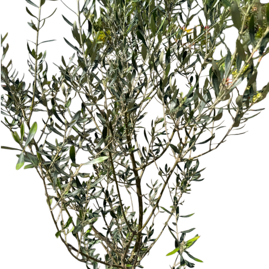 Olea europaea, Olive Tree (1.6 - 1.7m)