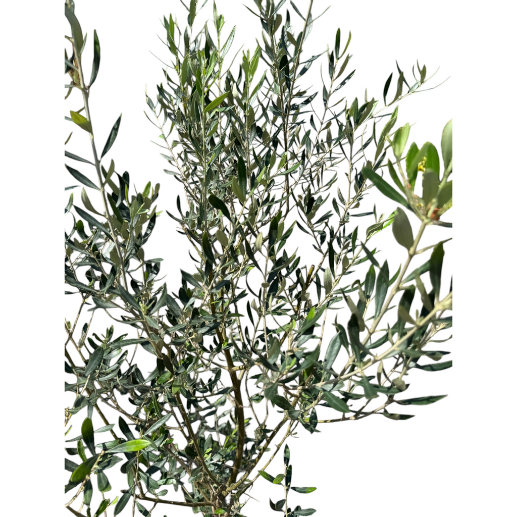 Olea europaea, Olive Tree (1.6 - 1.7m)