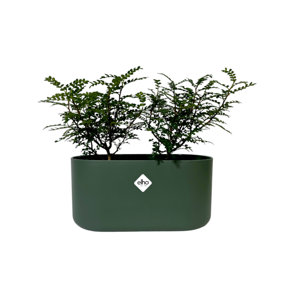 Pistacia weinmannifolia in Leaf Green B. For Soft Duo (0.35mH)