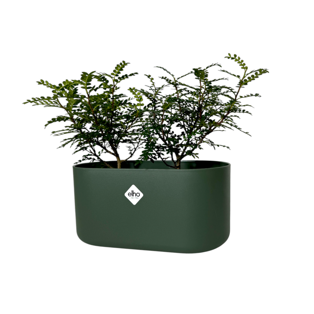 Pistacia weinmannifolia in Leaf Green B. For Soft Duo (0.35mH)