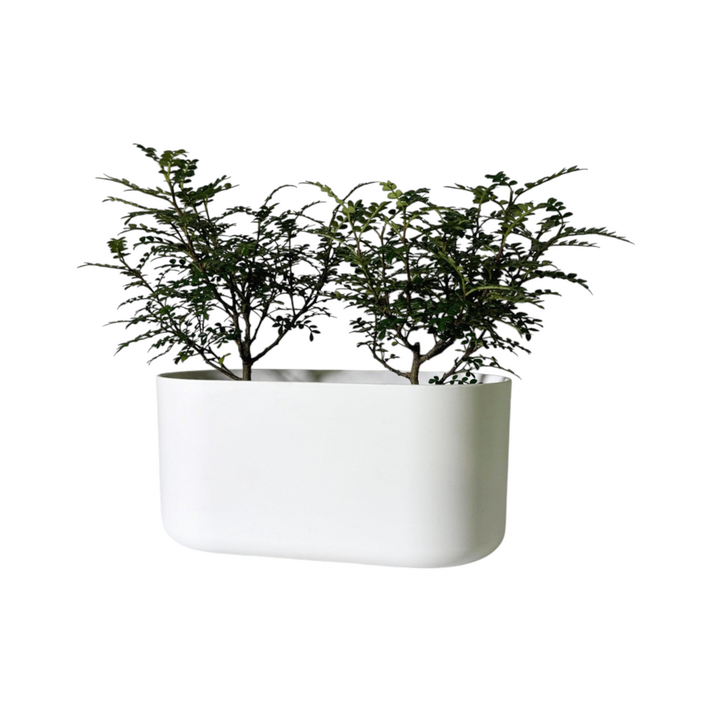 Pistacia weinmannifolia in White B. For Soft Duo (0.35mH)