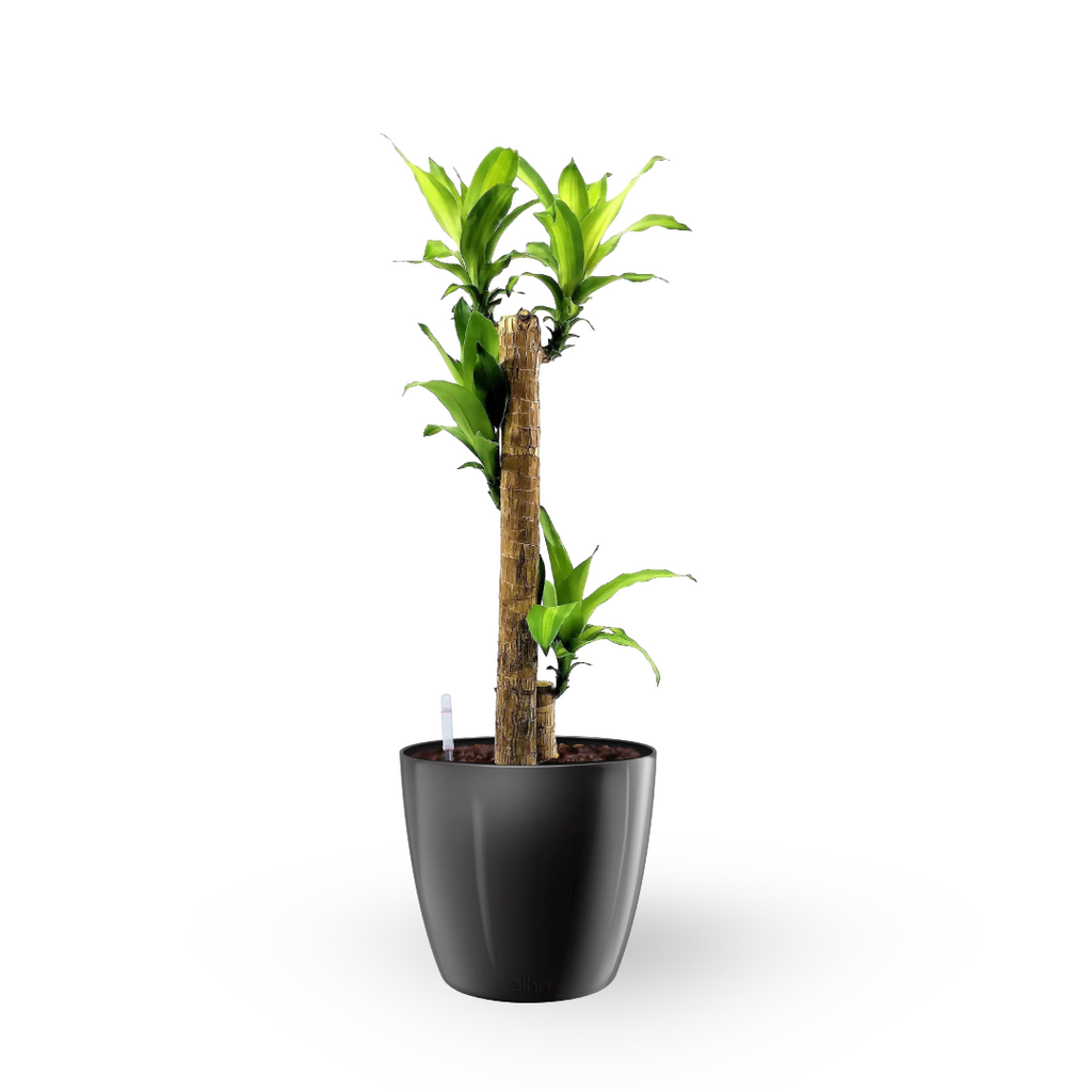 Dracaena fragrans 'Massangeana' 3 in 1 in Metallic Black Brussels Diamond Round 25cm (0.95mH)